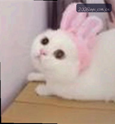 赵晴